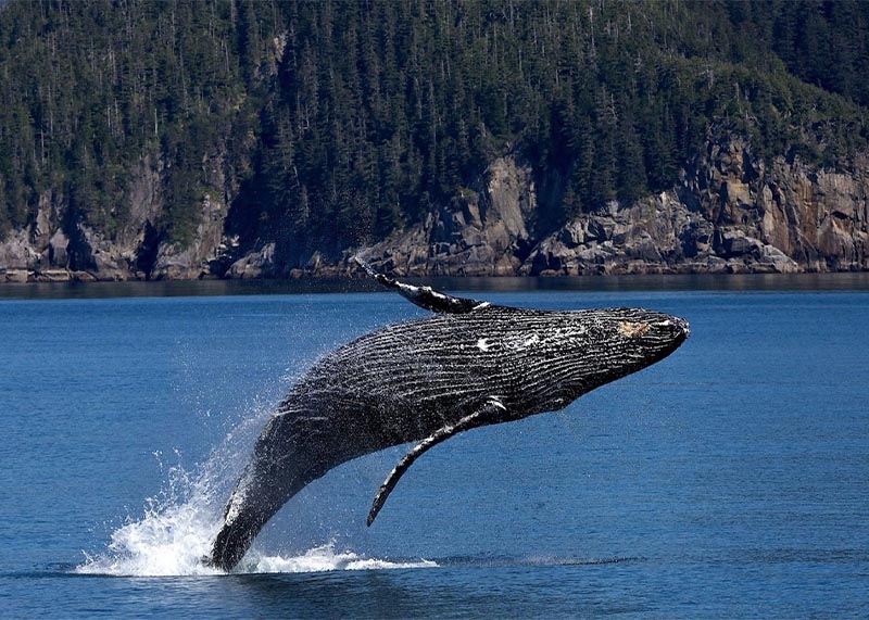 Environmental Law Whistleblowers - Whale Jumping Out of Water