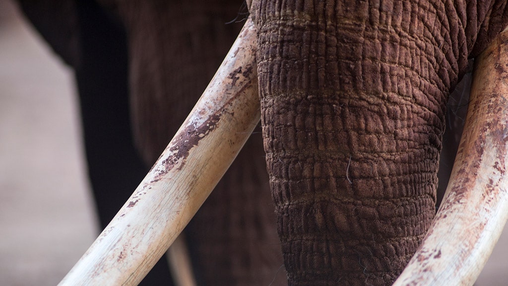Environmental Laws - Close-up of Elephant Tusks