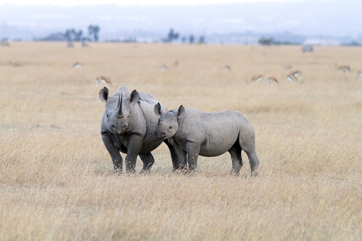 Wildlife Whistleblower