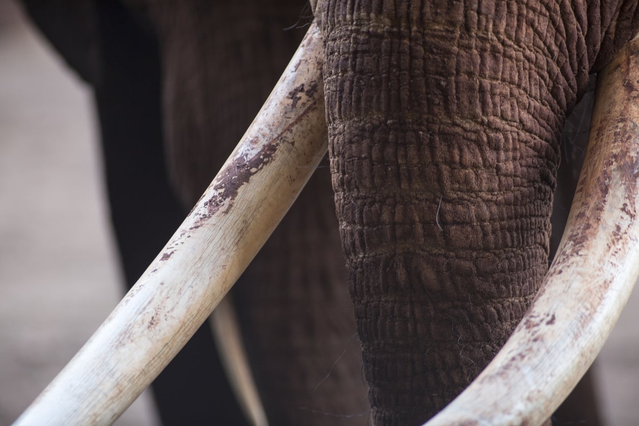 Wildlife Whistleblowers